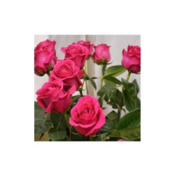 Роза чайно-гибр Пинк Флойд (выс 100 см, фуксия, срезочный сорт) 3-х лет 1 шт ЗС